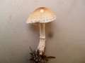 Lepiota&nbsp;ignivolvata&nbsp;-&nbsp;Braunberingter Schirmling&nbsp;-&nbsp;Weferlingen