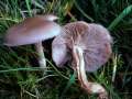 Lepista sordida - Fleischbrauner Rtelritterling - Hdingen