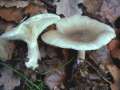 Clitocybe nebularis - Nebeltrichterling,Graukappe - Hdingen