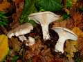 Clitocybe nebularis - Nebeltrichterling,Graukappe - Hdingen