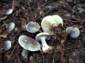 Clitocybe nebularis - Nebeltrichterling,Graukappe - Weferlingen