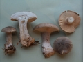 Clitocybe nebularis - Nebeltrichterling,Graukappe - Weferlingen