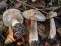 Clitocybe nebularis - Nebeltrichterling,Graukappe - Weferlingen