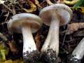 Clitocybe nebularis - Nebeltrichterling,Graukappe - Weferlingen