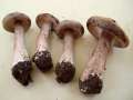 Clitocybe nebularis - Nebeltrichterling,Graukappe - Weferlingen