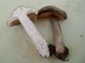 Clitocybe nebularis - Nebeltrichterling,Graukappe - Weferlingen