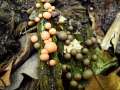 Lycogala epidendrum - Blutmilch - Schleimpilz - Hdingen