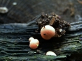 Lycogala epidendrum - Blutmilch Schleimpilz - Weferlingen