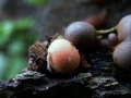 Lycogala epidendrum - Blutmilch Schleimpilz - Weferlingen