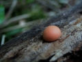 Lycogala epidendrum - Blutmilch Schleimpilz - Weferlingen