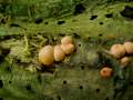 Lycogala epidendrum - Blutmilch-Schleimpilz - Weferlingen