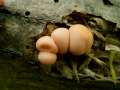 Lycogala epidendrum - Blutmilch-Schleimpilz - Weferlingen