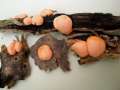 Lycogala epidendrum - Blutmilch-Schleimpilz - Weferlingen