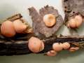 Lycogala epidendrum - Blutmilch-Schleimpilz - Weferlingen