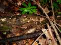 Lycogala epidendrum - Blutmilch Schleimpilz - Weferlingen