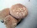 Lycoperdon perlatum - Flaschenstubling - Helmstedt