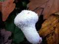 Lycoperdon perlatum - Flaschen Stubling - Hdingen