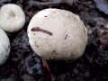 Lycoperdon molle - Weichlicher Stubling - Hdingen