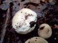 Lycoperdon molle - Weichlicher Stubling - Hdingen