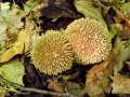 Igel St�ubling