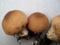Lycoperdon molle - Weicher Stubling - Walbeck