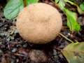 Lycoperdon molle - Weicher Stubling - Walbeck