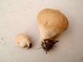 Lycoperdon molle - Weicher Stubling - Walbeck