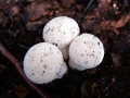 Lycoperdon perlatum - Flaschen Stubling - Weferlingen
