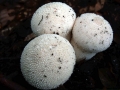 Lycoperdon perlatum - Flaschen Stubling - Weferlingen