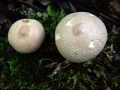 Lycoperdon molle - Weicher Stubling - Weferlingen