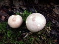 Lycoperdon molle - Weicher Stubling - Weferlingen