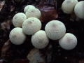 Lycoperdon perlatum - Flaschen Stubling - Weferlingen
