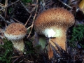 Lycoperdon perlatum - Flaschen Stubling - Weferlingen