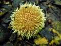 Lycoperdon echinatum - Igel-Stubling - Weferlingen