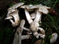 Lyophyllum connatum - Weier Rasling - Walbeck