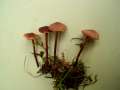 Macrocystidia cucumis - Gurkenschnitzling - Hdingen