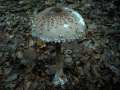 Macrolepiota procera - Groer Riesenschirmling;Parasol - Hdingen