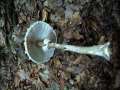 Macrolepiota procera - Groer Riesenschirmling;Parasol - Hdingen