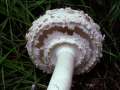 Chlorophyllum rachodes - Keulenstieliger Garten-Safranschirmling - Hdingen