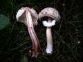 Chlorophyllum rachodes - Keulenstieliger Garten-Safranschirmling - Hdingen