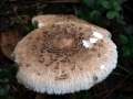 Macrolepiota procera - Groer Riesenschirmling,Parasol - Hdingen