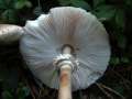 Macrolepiota procera - Groer Riesenschirmling,Parasol - Hdingen