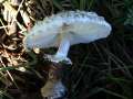 Chlorophyllum rachodes - Keulenstieliger Garten-Safranschirmling - Hdingen