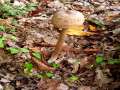 Macrolepiota procera - Parasol - Hdingen