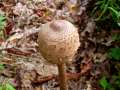 Macrolepiota procera - Parasol - Hdingen