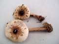 Macrolepiota konradii - Sternschuppiger Riesenschirmling - Walbeck