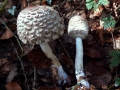 Chlorophyllum rachodes - Keulenstieliger Garten-Safranschirmling - Weferlingen