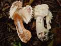 Chlorophyllum rachodes - Keulenstieliger Garten-Safranschirmling - Weferlingen
