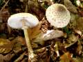 Macrolepiota mastoidea - Zitzen - Schirmpilz - Weferlingen