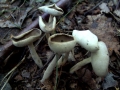 Helvella macropus - Grauer Langfler - Weferlingen